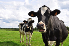 寶德牌布緯食療鮮芝士 De Polder Fresh Cheese (250g) -  2020年3月3日前食用最佳 Best before 3 March 2020