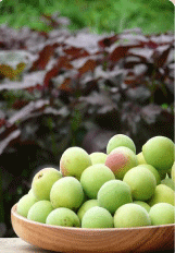 日本 Mitoku 有機梅精 Organic Ume (Plum) Extract 50g